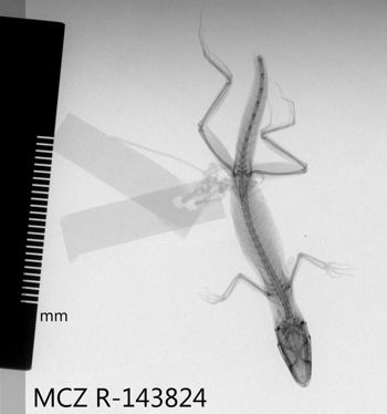 Media type: image;   Herpetology R-143824 Aspect: dorsoventral x-ray